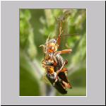 Cantharis thoracica - Weichkaefer 04.jpg